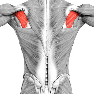 人体肌肉系统躯干肌肉冈下肌解剖学3D图片