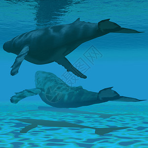 两头驼背鲸在浅海水域相互游图片