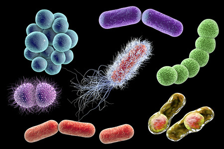 在黑色背景下分离的微生物图片