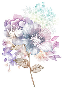 水彩花卉插画图片