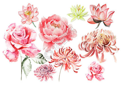 水彩画玫瑰牡丹菊花插图图片