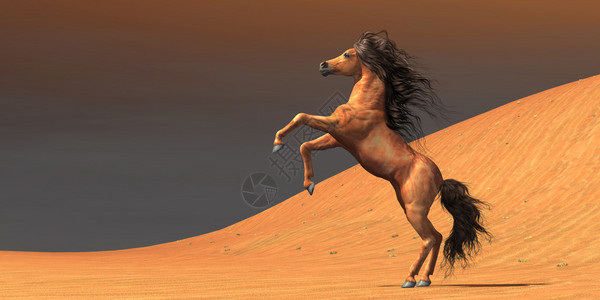 一只阿拉伯野马在沙漠环境中长大充背景图片