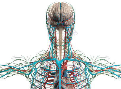 大脑和血管系统模型3D插图图片