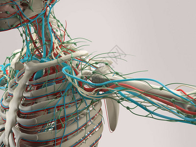 人体肩部解剖3d插图图片
