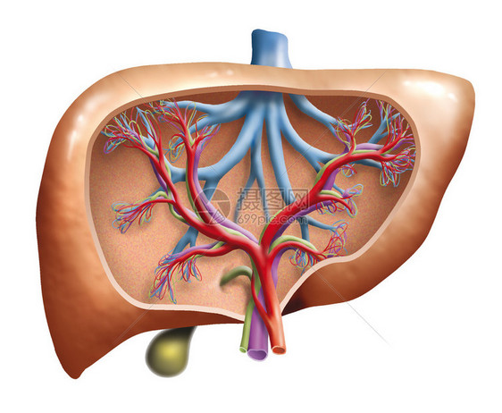 人类肝脏的横截面图图片