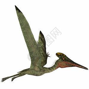 Pterodactylus是一个飞食肉爬虫动物图片