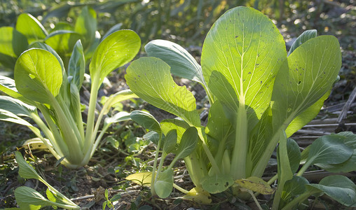 上海BokChoyPakCh图片