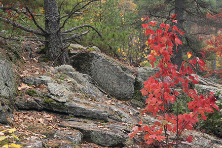 秋天的树木和岩石的风景形象图片