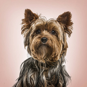 约克夏犬肖像粉红色背景图片