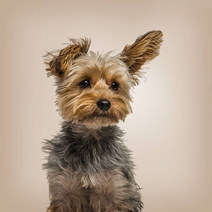 米色背景中强风中的约克夏犬图片