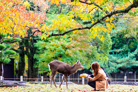 游客在日本奈良喂食鹿图片