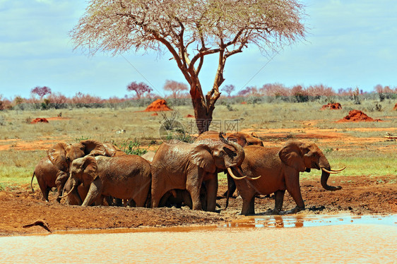 肯尼亚ElephantsTsav图片