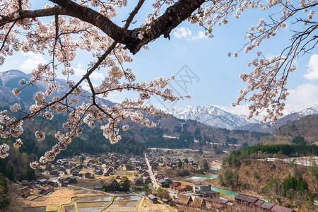 漂亮的樱花花枝图片