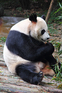 大熊猫坐着吃竹子图片