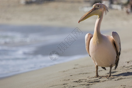 Pelican关闭了塞浦路高清图片