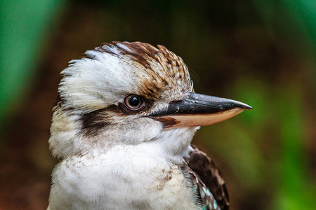 昆士兰州的Kookaburr图片