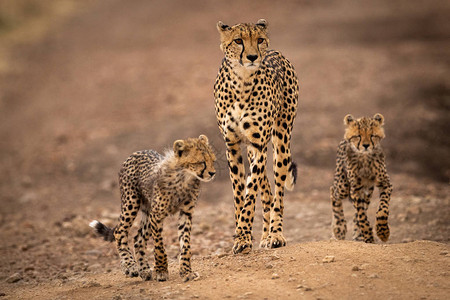 Cheetah带着幼图片