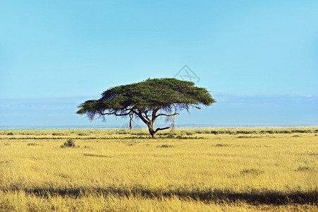 肯尼亚MasaiMar图片