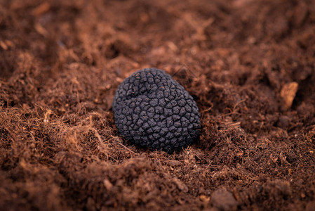 地下的黑松露Truffle狩猎Mushroom种植Delicity独家松露蘑菇Piquant和图片