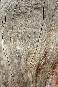 A漂流木材的图片