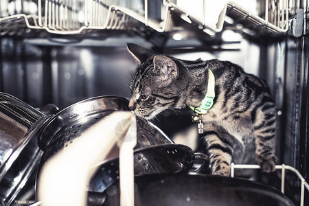 好奇的条纹灰色小猫咪在屋子里探险时看着一个洗碗机里面装满了不图片