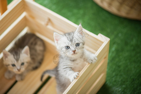 木箱里的二只小猫背景图片