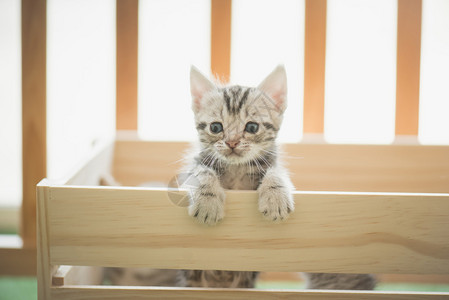 木箱里的二只小猫背景图片