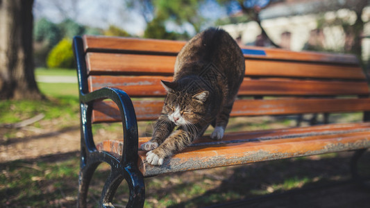 猫在公园的长凳上伸展图片