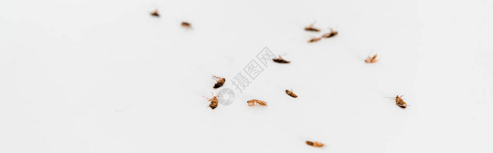被白色隔离的死蟑螂全景照片背景图片