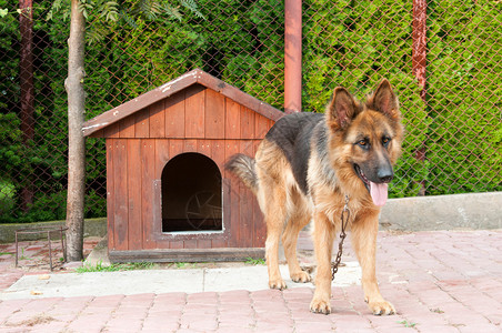 德国牧羊犬和木狗窝图片