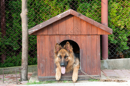 德国牧羊犬和木狗窝图片