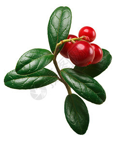 含叶子的Lingonberry图片