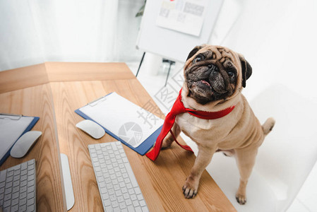 穿着领带的小丑商业狗在用台式计算机站图片