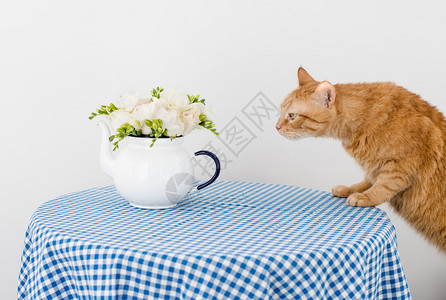 猫嗅着一束白夏玫瑰花和freesias的香味图片