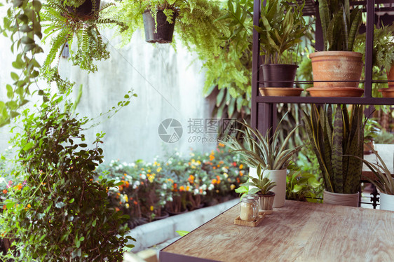 室内风格绿色生态环境有植物刺树的图片