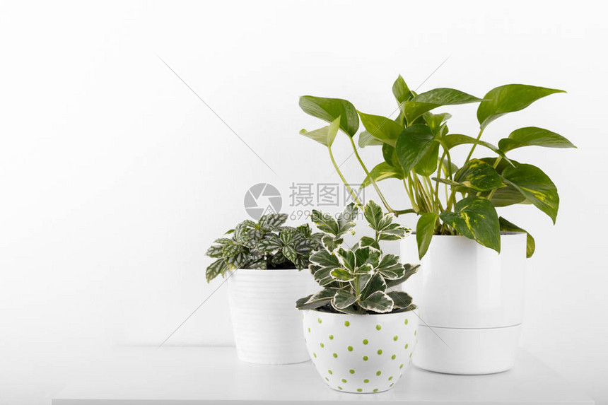 白色现代花盆中的室内植物peperomiafittoniaeuonymusgold图片