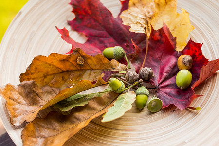 秋天的水果背景秋季感恩节时令水果装饰南瓜五颜六色的叶子栗子橡子罗文和蔓越桔图片