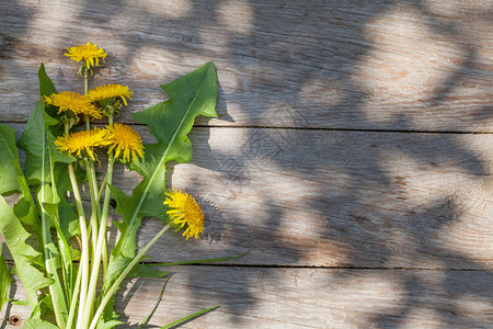 花园桌上的丹迪利翁花朵顶视图背景图片