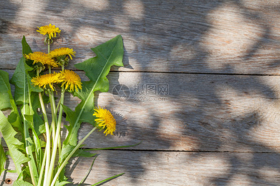 花园桌上的丹迪利翁花朵顶视图图片
