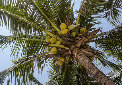 带有许多椰子的热带椰子图片