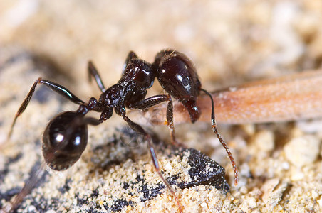小蚂蚁口中的食物图片