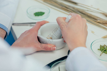 生物学家与实验室花生菜中的植物合图片