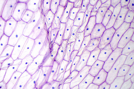 光学显微镜下的洋葱表皮单层的洋葱Alliumcepa的紫色大表皮细胞每个细胞都有壁膜细胞质细背景图片