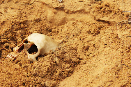 半埋在沙堆中的人类头骨背景图片