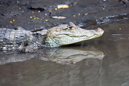 哥斯达黎加的开曼岛鳄鱼的图片