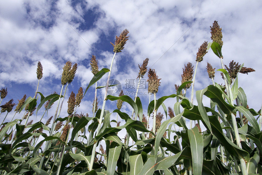 高梁玉米作物巴西农场种植玉米阳光和蓝图片