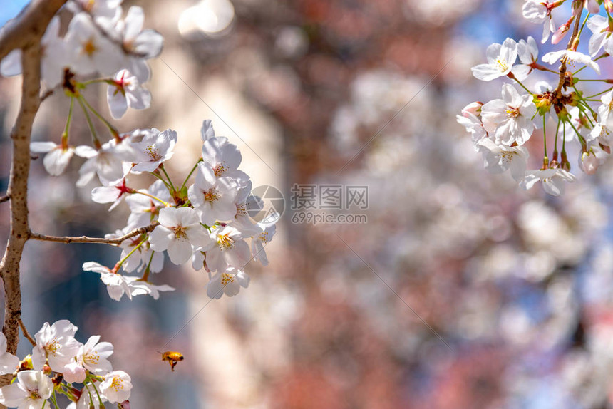 东京美丽的樱花图片