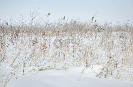 冬季草原有被雪吞噬的青图片