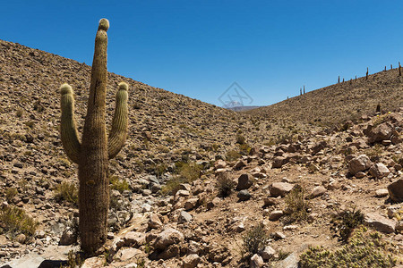 智利阿塔卡马沙漠图片