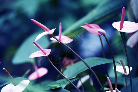 外来热带植物热带图片